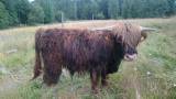 Highland Cattle tjur Highland Cattle tjur