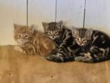 Kattungar