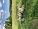 Texel- och Texel/leicester- bagglamm Texel- och Texel/leicester- bagglamm