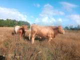 UNGTJUR Polled/hornlös Charolais Belted korsning UNGTJUR Polled/hornlös Charolais Belted korsning