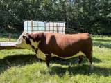 Stambokförd Herefordtjur Stambokförd Herefordtjur