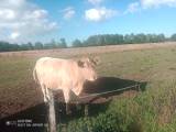 Dikor Charolais korsning Dikor Charolais korsning