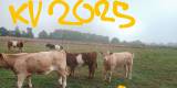 kvigor Charolais Belted korsning 
