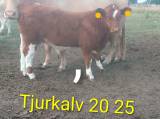 Tjurkalvar & Dikor Tjurkalvar & Dikor