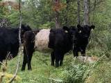 Belted Galloway Belted Galloway