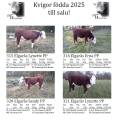 Kvigor Hereford Kvigor Hereford
