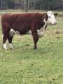 Hereford Hereford