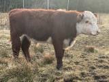 1 årig hereford tjur med stambokförd pappa 1 årig hereford tjur med stambokförd pappa