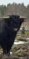Highland cattle tjur