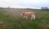 Ungtjurar/polled Charolais korsning 