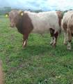 Ungtjurar f 2025 polled Ungtjurar f 2025 polled
