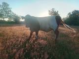 Ungtlurar Belted Galloway Ungtlurar Belted Galloway