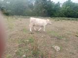 Kvigor Charolais &Belted Galloway korsningar Kvigor Charolais &Belted Galloway korsningar