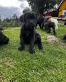 Bedårende Cane Corso-hvalpe til adoption