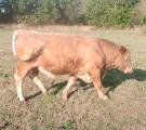 Ungtjurar polled Charolais Ungtjurar polled Charolais