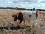 Kvigor charolais & BelltedGalloway korsn Kvigor charolais & BelltedGalloway korsn