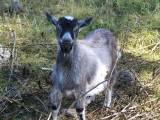 Bock killingar Bock killingar