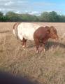 Ungtjur polled BeltedGalloway &Charolais korsningar Ungtjur polled BeltedGalloway &Charolais korsningar