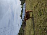 Highland cattle tjur 