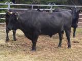Wagyu Tjur