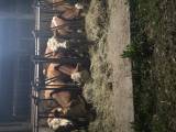 Tjurar simmental 