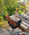Ungtuppar i Norberg vill ha egen flock Ungtuppar i Norberg vill ha egen flock