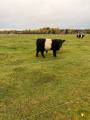 Belted galloway
